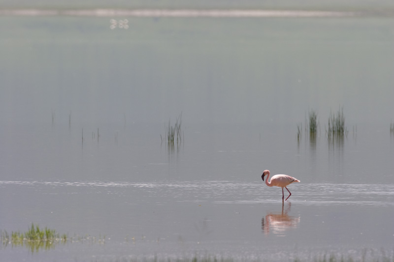 Lesser Flamingo In Lake Magadi